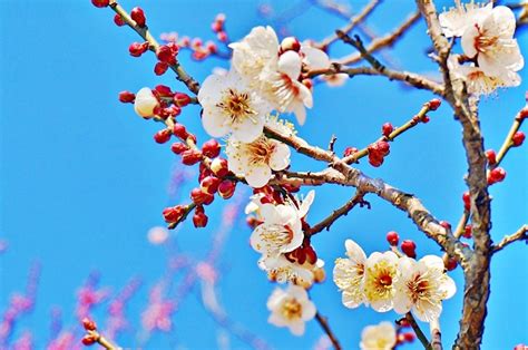 春天開的花有哪些|春暖花開必看！春天盛開的花卉種類與花語 